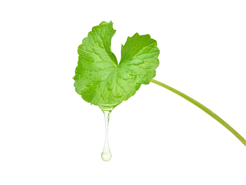 Centella Asiatica Extract
