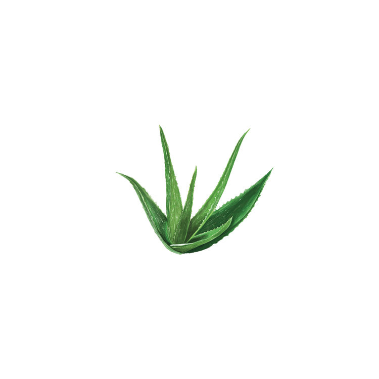 Aloe Barbadensis Leaf Juice