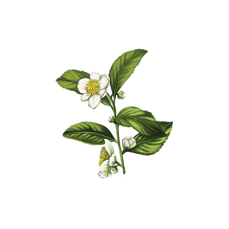 Camellia Sinensis Leaf Extract