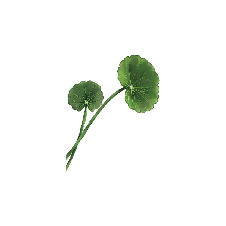 Centella Asiatica Extract